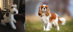Wire Haired Fox Terrier vs King Charles Spaniel - Breed Comparison