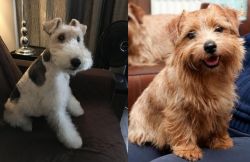 Wire Haired Fox Terrier vs Norfolk Terrier - Breed Comparison