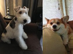 Wire Haired Fox Terrier vs Pembroke Welsh Corgi - Breed Comparison