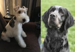 Wire Haired Fox Terrier vs Picardy Spaniel - Breed Comparison