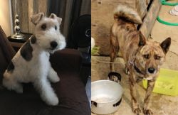 Wire Haired Fox Terrier vs Ryukyu Inu - Breed Comparison