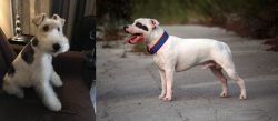 Wire Haired Fox Terrier vs Staffordshire Bull Terrier - Breed Comparison