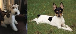 Wire Haired Fox Terrier vs Toy Fox Terrier - Breed Comparison