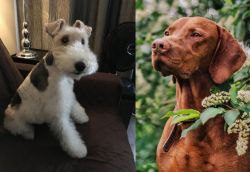 Wire Haired Fox Terrier vs Vizsla - Breed Comparison