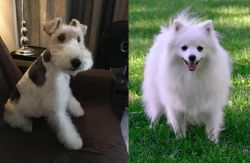 Wire Haired Fox Terrier vs Volpino Italiano - Breed Comparison