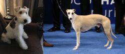 Wire Haired Fox Terrier vs Whippet - Breed Comparison