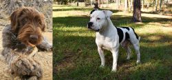 Wirehaired Pointing Griffon vs American Bulldog - Breed Comparison