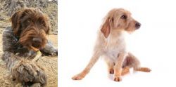 Wirehaired Pointing Griffon vs Basset Fauve de Bretagne - Breed Comparison