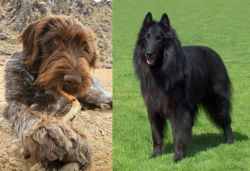 Wirehaired Pointing Griffon vs Belgian Shepherd Dog (Groenendael) - Breed Comparison