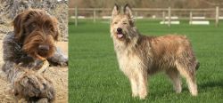 Wirehaired Pointing Griffon vs Berger Picard - Breed Comparison