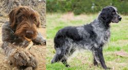 Wirehaired Pointing Griffon vs Blue Picardy Spaniel - Breed Comparison