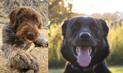 Wirehaired Pointing Griffon vs Borador - Breed Comparison