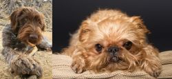 Wirehaired Pointing Griffon vs Brug - Breed Comparison