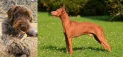 Wirehaired Pointing Griffon vs Cirneco dell'Etna - Breed Comparison