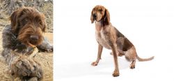 Wirehaired Pointing Griffon vs English Coonhound - Breed Comparison