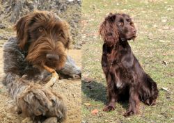Wirehaired Pointing Griffon vs German Spaniel - Breed Comparison