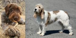 Wirehaired Pointing Griffon vs Grand Basset Griffon Vendeen - Breed Comparison