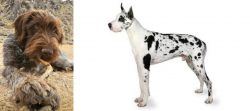 Wirehaired Pointing Griffon vs Great Dane - Breed Comparison
