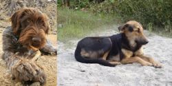 Wirehaired Pointing Griffon vs Indian Pariah Dog - Breed Comparison