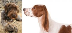 Wirehaired Pointing Griffon vs Irish Red and White Setter - Breed Comparison