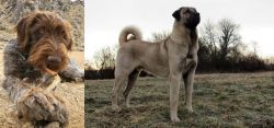 Wirehaired Pointing Griffon vs Kangal Dog - Breed Comparison