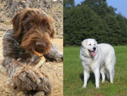 Wirehaired Pointing Griffon vs Kuvasz - Breed Comparison