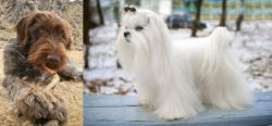 Wirehaired Pointing Griffon vs Maltese - Breed Comparison