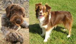 Wirehaired Pointing Griffon vs Miniature Australian Shepherd - Breed Comparison