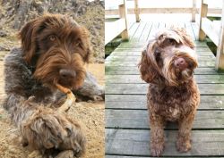 Wirehaired Pointing Griffon vs Portuguese Water Dog - Breed Comparison