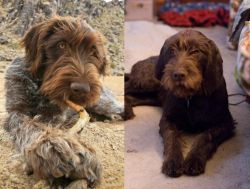 Wirehaired Pointing Griffon vs Pudelpointer - Breed Comparison
