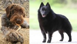 Wirehaired Pointing Griffon vs Schipperke - Breed Comparison
