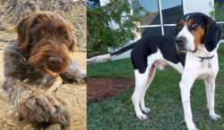 Wirehaired Pointing Griffon vs Treeing Walker Coonhound - Breed Comparison