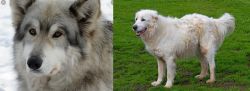 Wolfdog vs Abruzzenhund - Breed Comparison
