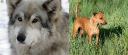 Wolfdog vs Africanis - Breed Comparison