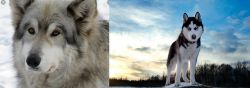 Wolfdog vs Alaskan Husky - Breed Comparison
