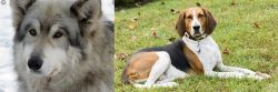 Wolfdog vs American English Coonhound - Breed Comparison