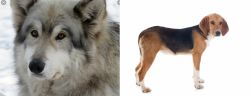 Wolfdog vs Beagle-Harrier - Breed Comparison