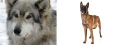 Wolfdog vs Belgian Shepherd Dog (Malinois) - Breed Comparison