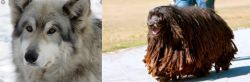 Wolfdog vs Bergamasco - Breed Comparison