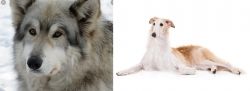 Wolfdog vs Borzoi - Breed Comparison