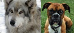Wolfdog vs Boxer - Breed Comparison
