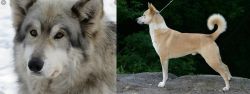 Wolfdog vs Canaan Dog - Breed Comparison