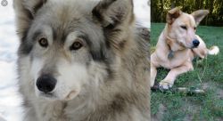 Wolfdog vs Carolina Dog - Breed Comparison