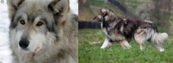 Wolfdog vs Carpatin - Breed Comparison