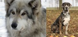 Wolfdog vs Catahoula Leopard - Breed Comparison