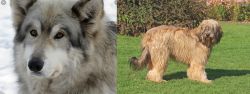 Wolfdog vs Catalan Sheepdog - Breed Comparison