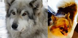 Wolfdog vs Chiapom - Breed Comparison