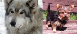 Wolfdog vs Chorkie - Breed Comparison
