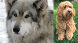 Wolfdog vs Cockapoo - Breed Comparison