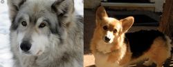 Wolfdog vs Dorgi - Breed Comparison